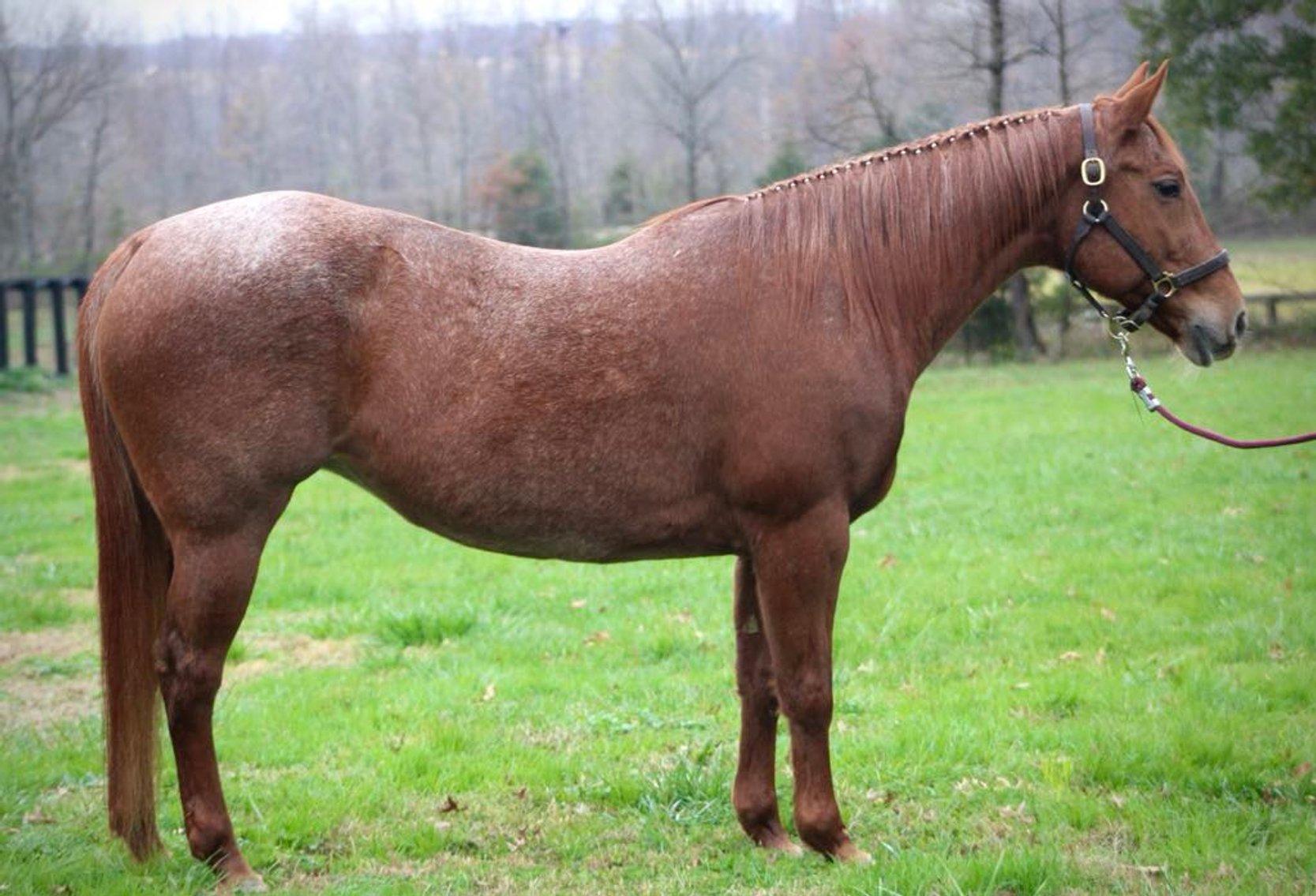 Image for Interstate Regional Stockyards Horse Sale - Cuba, Missouri WEDNESDAY January 15th
