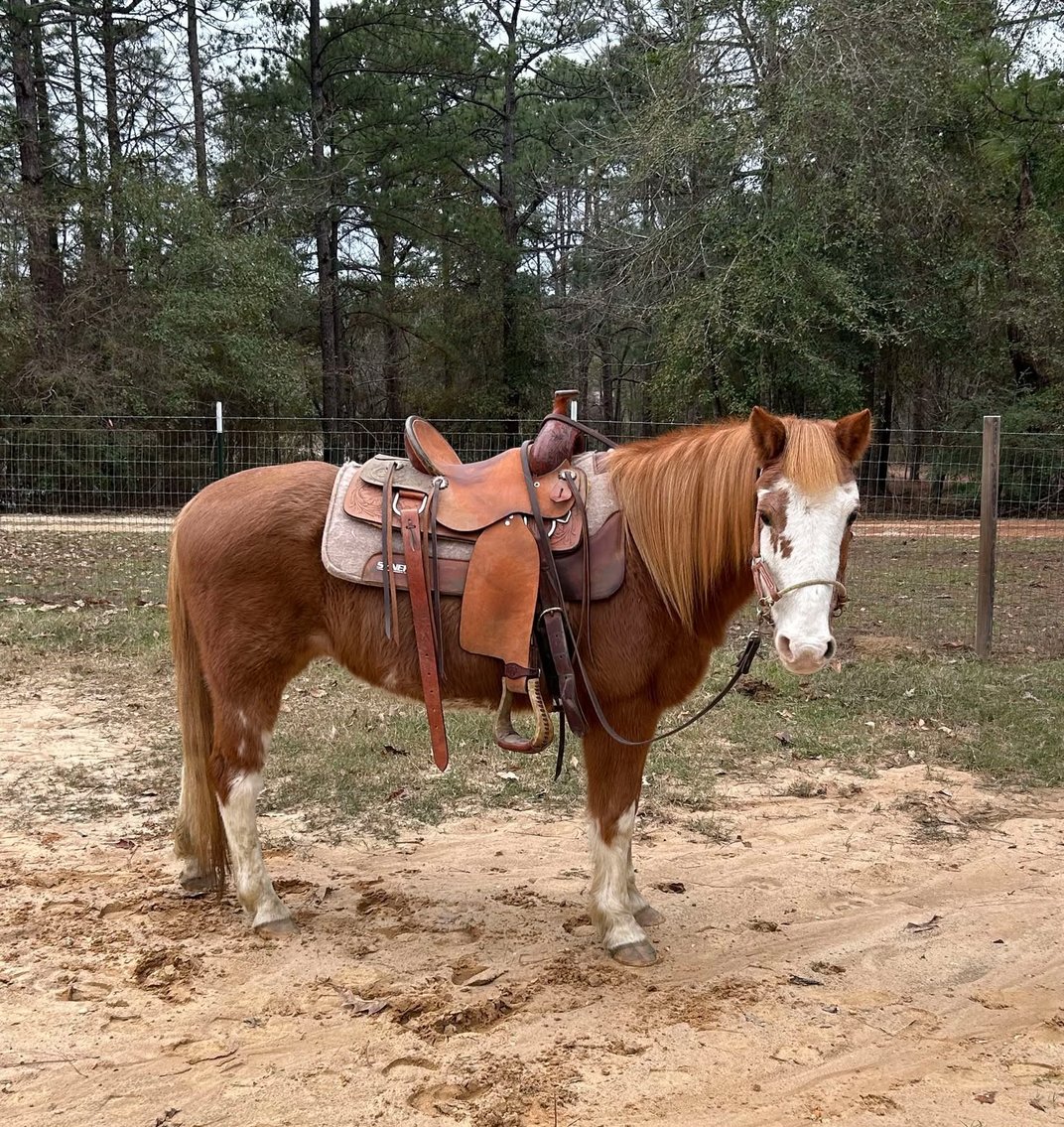 Image for Mize Horse Sale  SATURDAY JANUARY 18TH - Mize, Mississippi