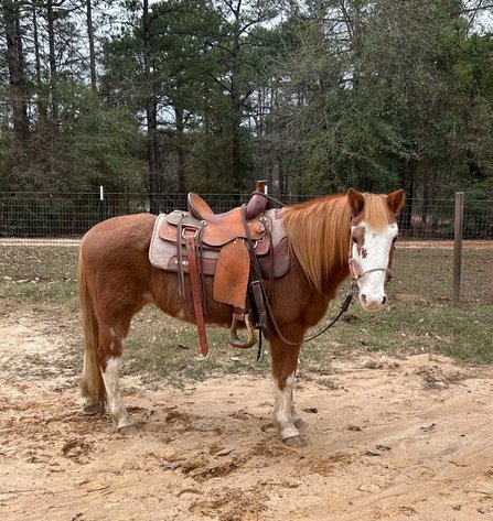 Image for Mize Horse Sale  SATURDAY JANUARY 18TH - Mize, Mississippi