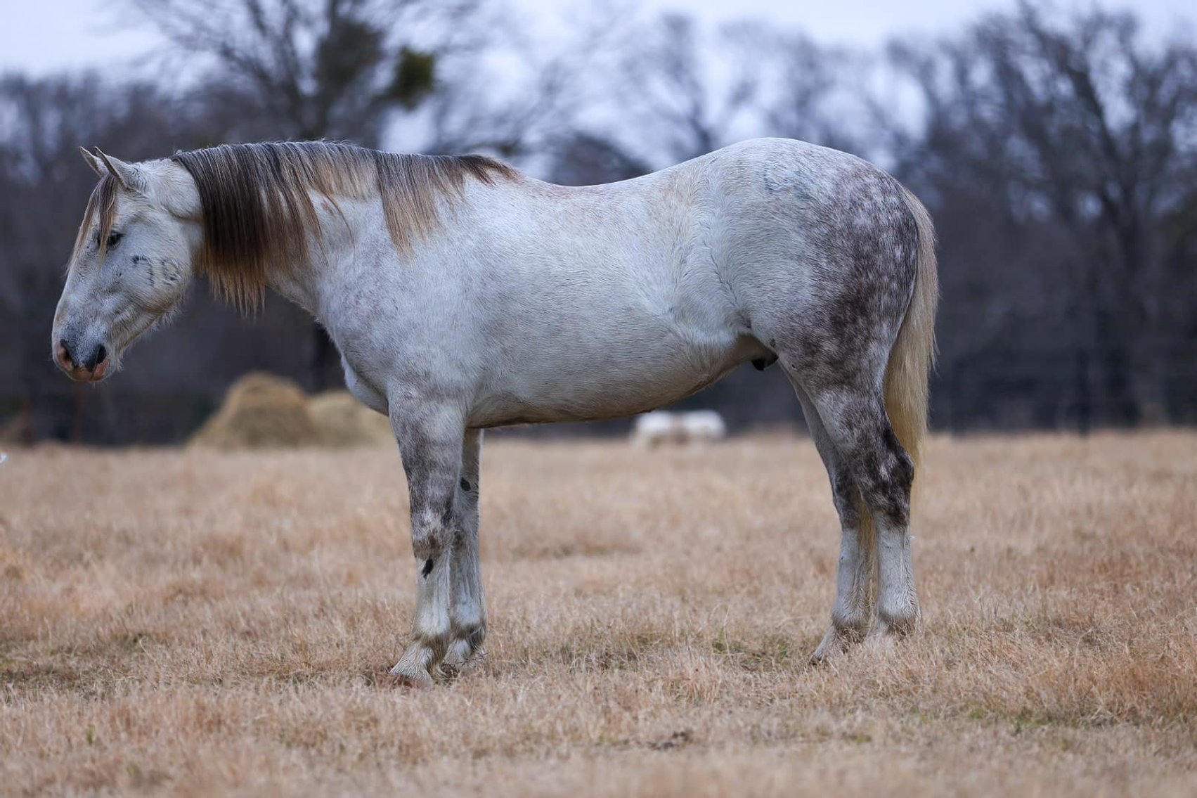 Image for Corsica Horse Sales Catalog Sale - SATURDAY, FEBRUARY 1ST - Corsica, South Dakota