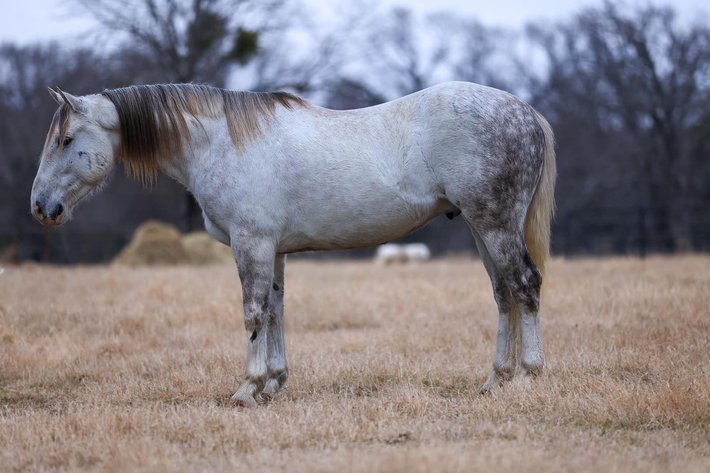 Image for Corsica Horse Sales Catalog Sale - SATURDAY, FEBRUARY 1ST - Corsica, South Dakota