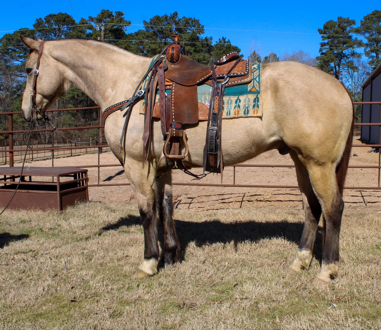 Image for Corsica Horse Sales Catalog Sale - SATURDAY, FEBRUARY 1ST - Corsica, South Dakota