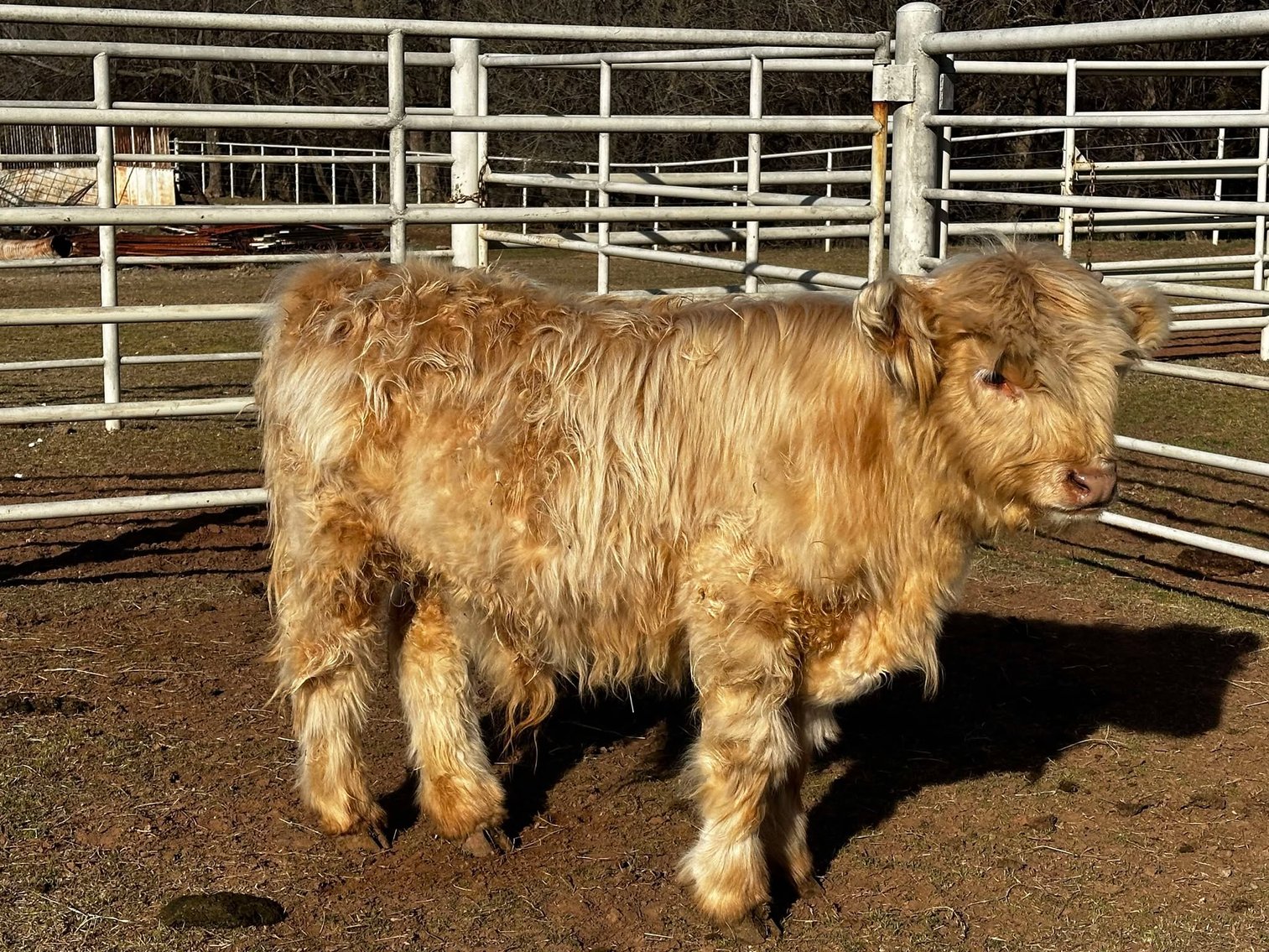 Image for Jones Livestock Auction THURSDAY FEBRUARY 6TH -  Jones, Oklahoma