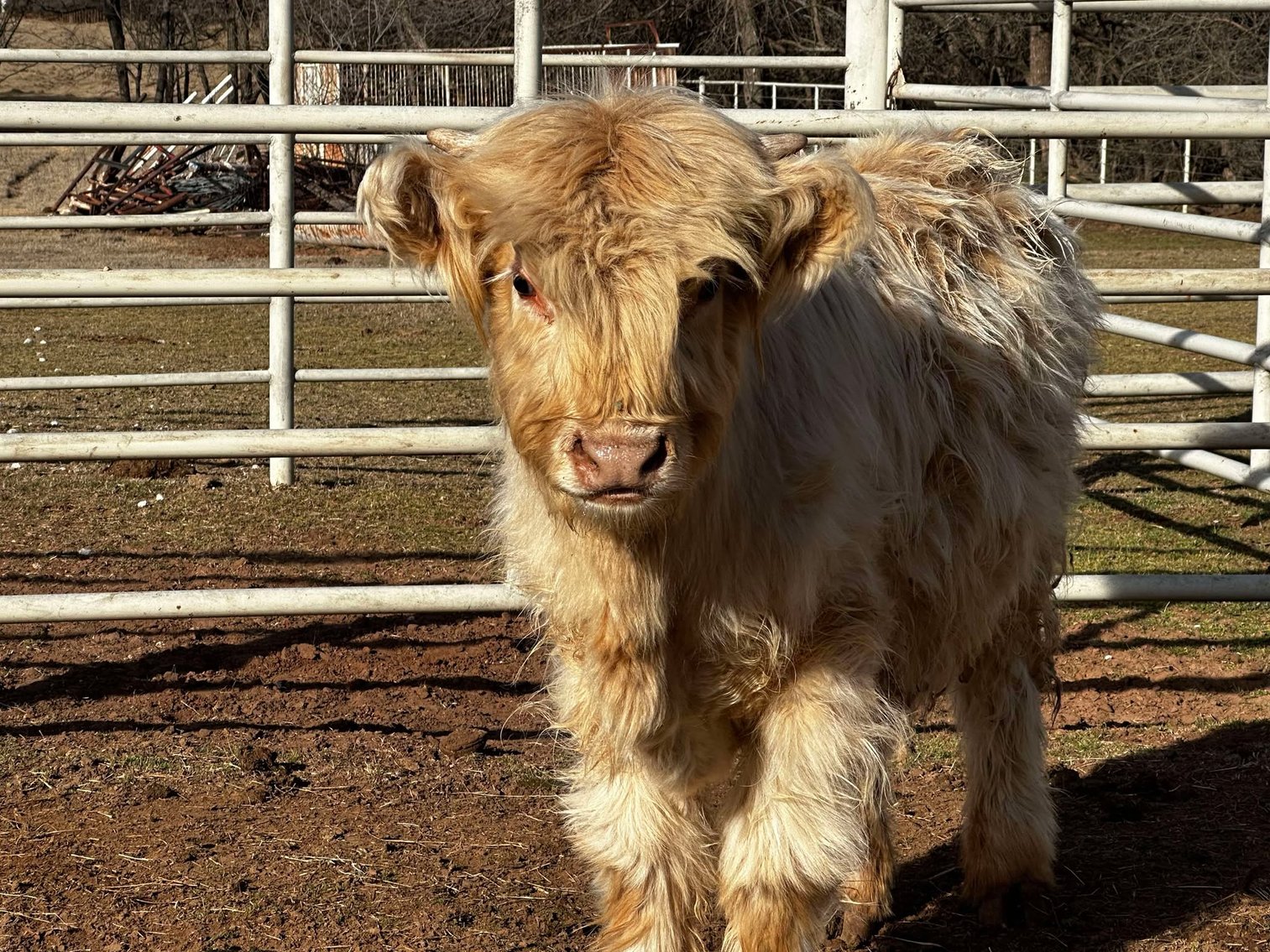 Image for Jones Livestock Auction THURSDAY FEBRUARY 6TH -  Jones, Oklahoma