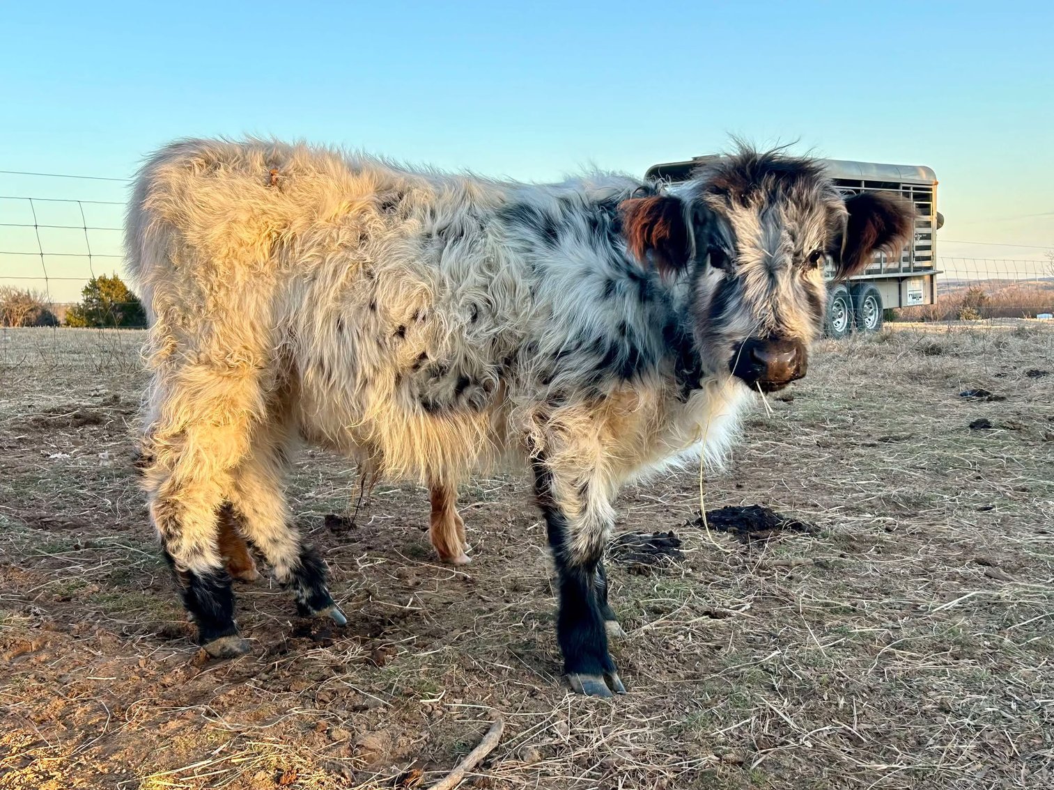 Image for Jones Livestock Auction THURSDAY FEBRUARY 6TH -  Jones, Oklahoma