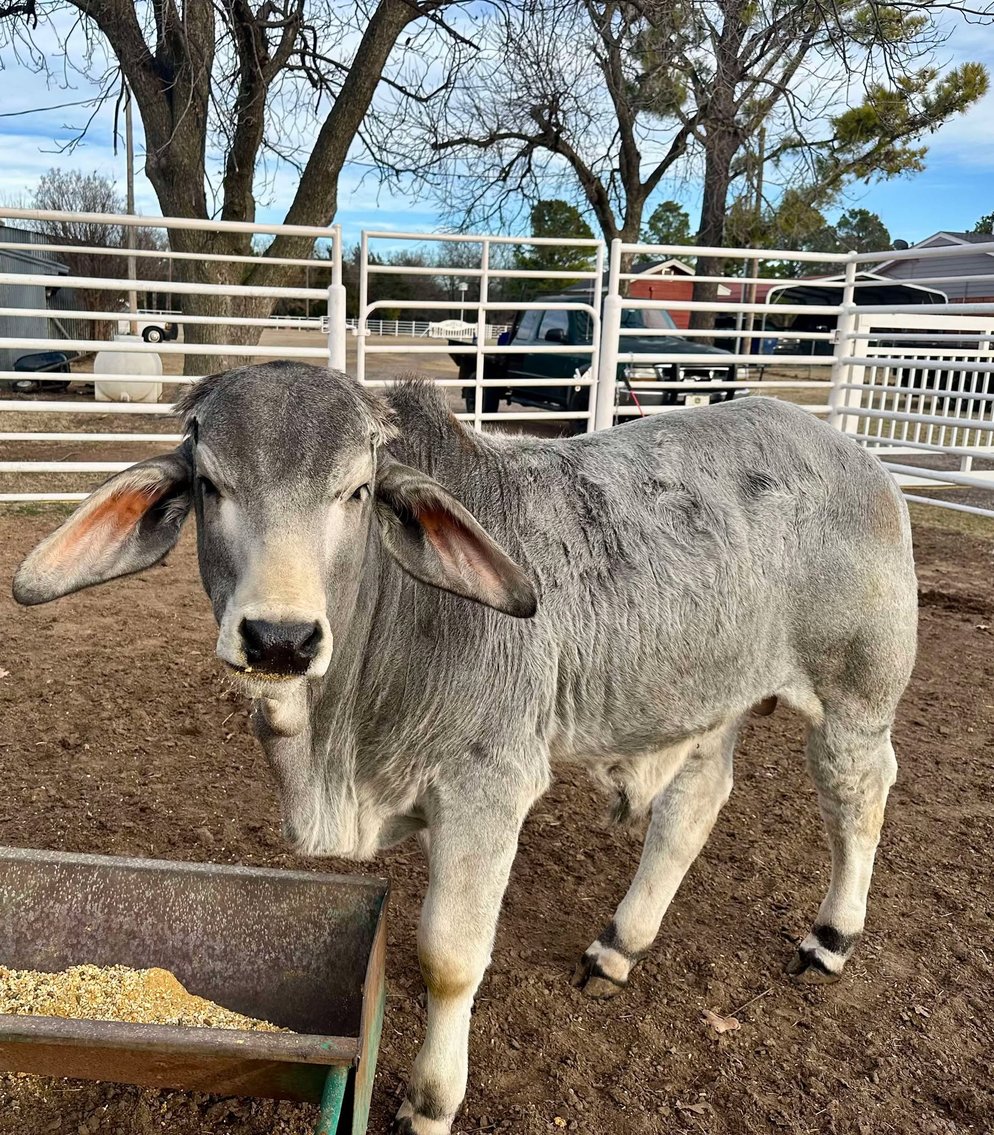 Image for Jones Livestock Auction THURSDAY FEBRUARY 6TH -  Jones, Oklahoma