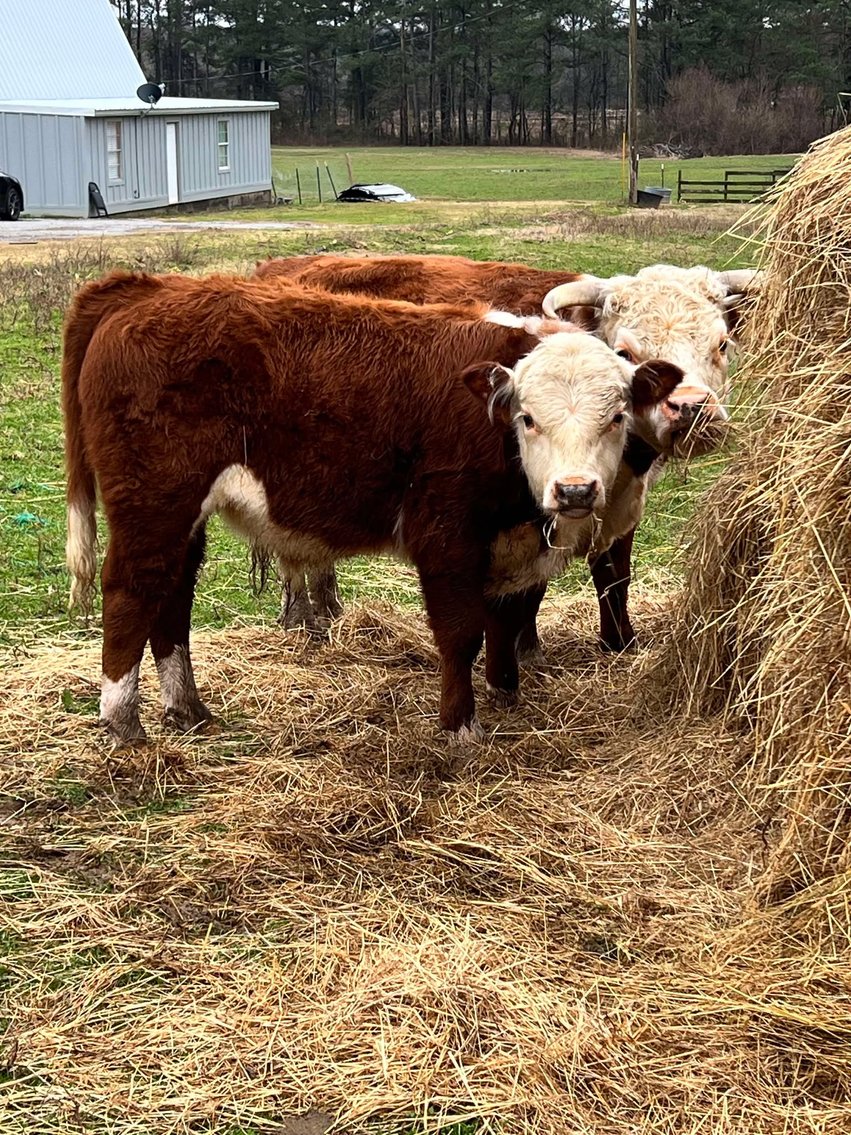 Image for Mize Horse Sale  SATURDAY FEBRUARY 15TH - Mize, Mississippi