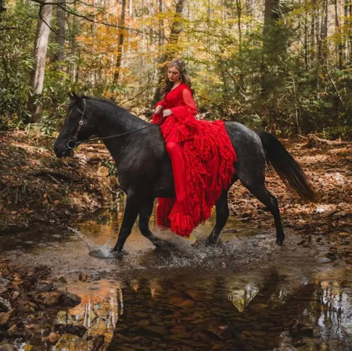 Image for East Tennessee 4B Gaited Horse Sale  White Pine, Tennessee - February 22nd