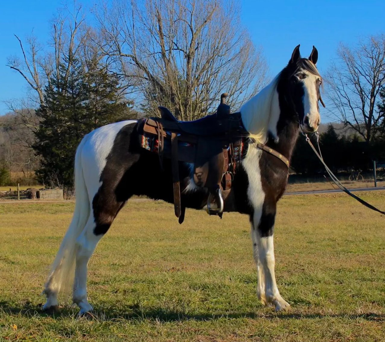 Image for East Tennessee 4B Gaited Horse Sale  White Pine, Tennessee - February 22nd