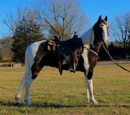 Image for East Tennessee 4B Gaited Horse Sale  White Pine, Tennessee - February 22nd