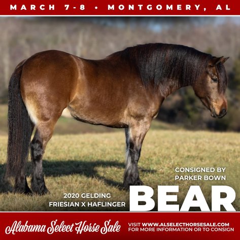 Image for Alabama Select Horse Sale - SATURDAY, MARCH 8TH - Montgomery, AL