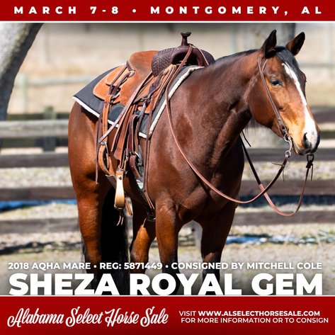Image for Alabama Select Horse Sale - SATURDAY, MARCH 8TH - Montgomery, AL