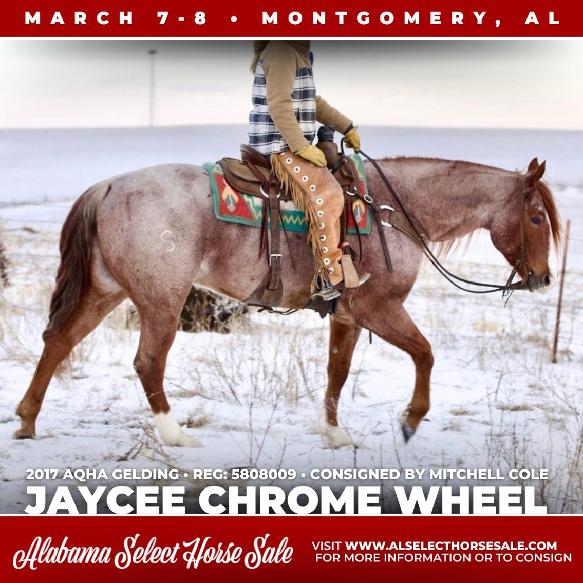 Image for Alabama Select Horse Sale - SATURDAY, MARCH 8TH - Montgomery, AL