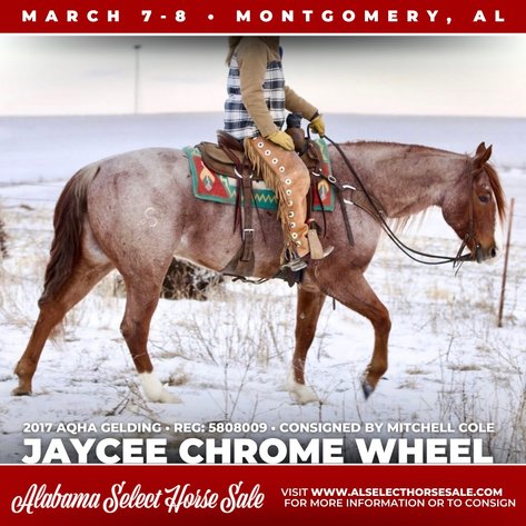 Image for Alabama Select Horse Sale - SATURDAY, MARCH 8TH - Montgomery, AL
