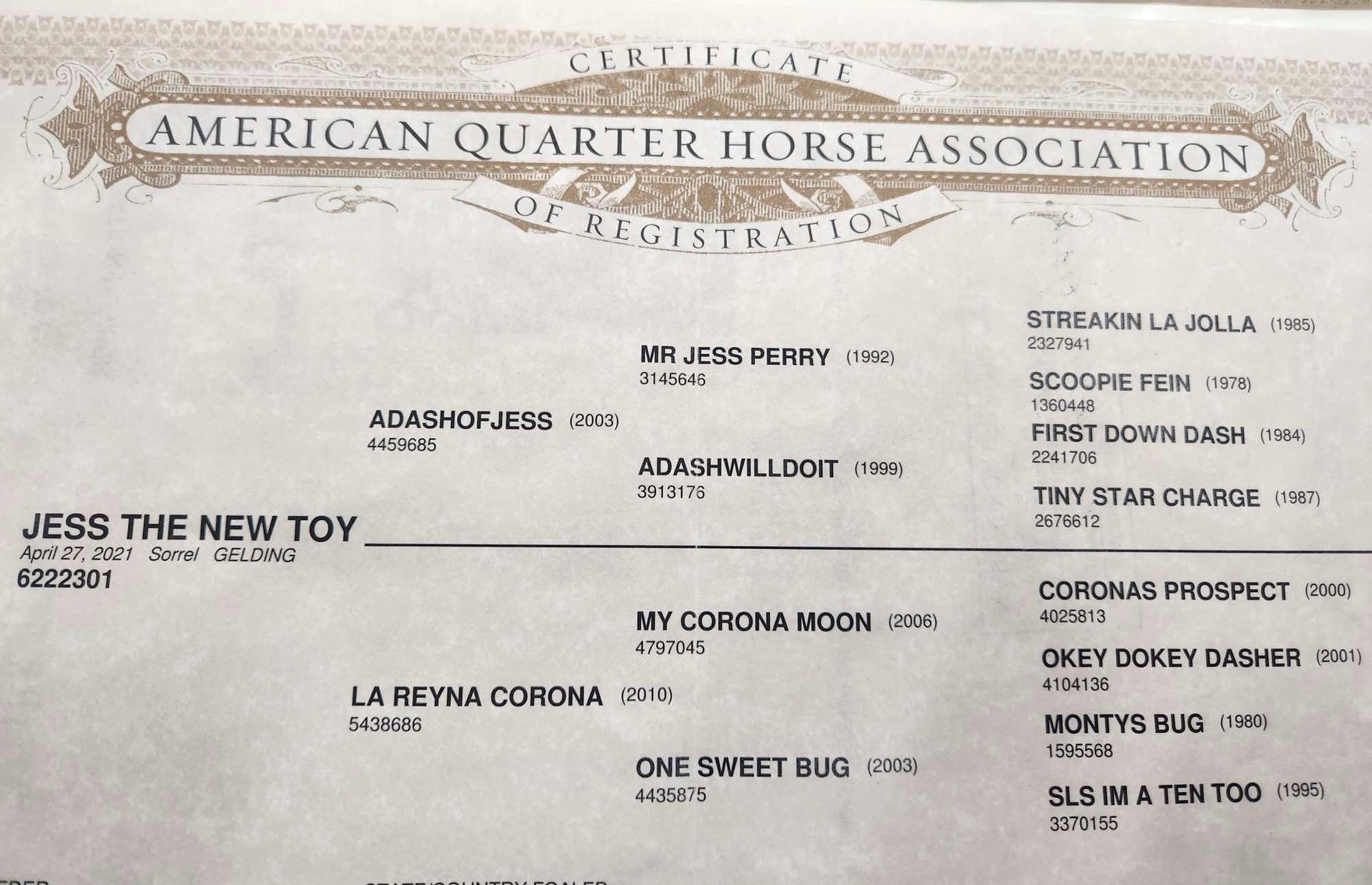 Image for Springfield Livestock SPECIAL Horse Sale DAY ONE - FRIDAY, MARCH 28TH - Springfield, MO