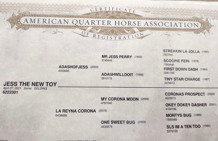 Image for Springfield Livestock SPECIAL Horse Sale DAY ONE - FRIDAY, MARCH 28TH - Springfield, MO