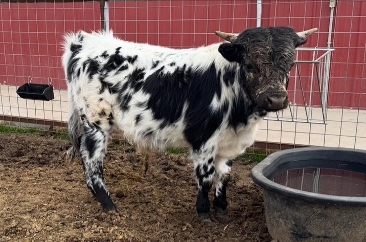 Image for Jones Livestock Auction THURSDAY MARCH 6TH -  Jones, Oklahoma