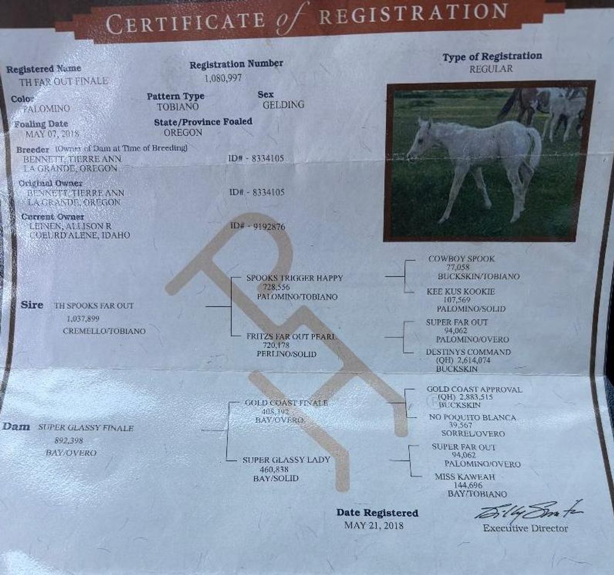 Image for Southwest Horse Sale Spring Catalog Sale - SATURDAY MARCH 22ND - Bush, LA
