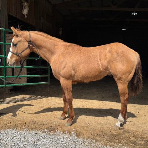 Image for Lueking Horse & Tack Sales Annual Spring Catalog Horse Sale - SATURDAY, APRIL 5TH - Du Quoin, Illinois