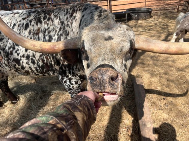 Image for Jones Livestock Auction THURSDAY APRIL 3RD -  Jones, Oklahoma