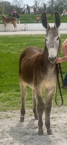 Image for Tennessee Mule Sales - Annual Mule Sale - Reese Bros. Lebanon TN April 26th