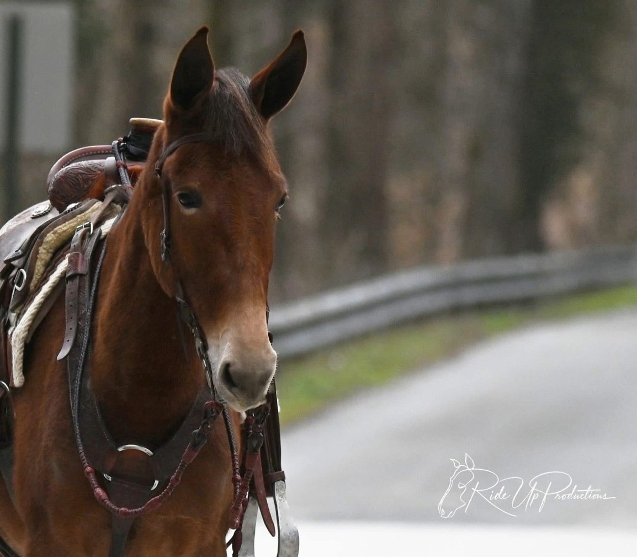 Image for Tennessee Mule Sales - Annual Mule Sale - Reese Bros. Lebanon TN April 26th
