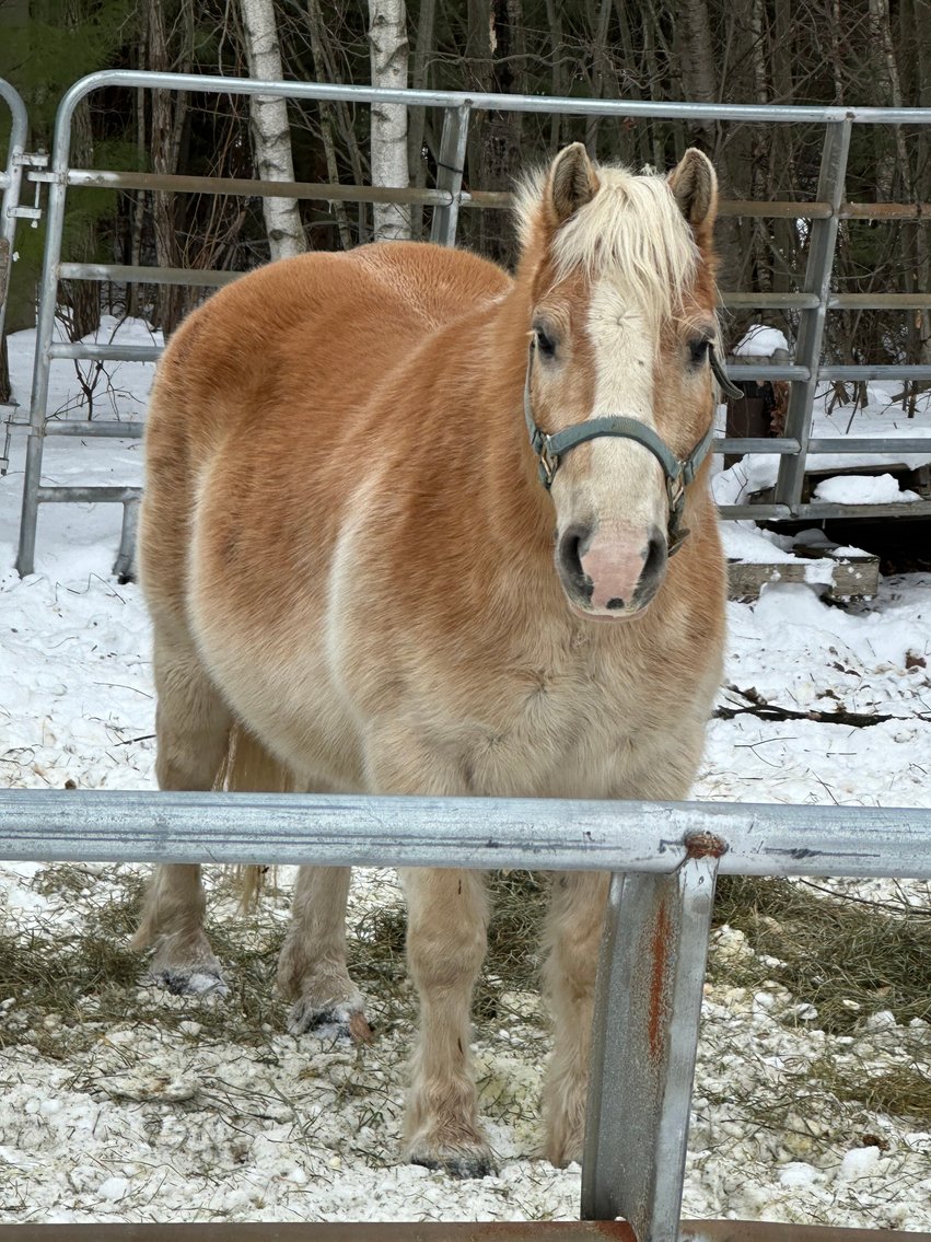Image for Ocala Horse Sale - Saturday, April 19th - Ocala, Florida