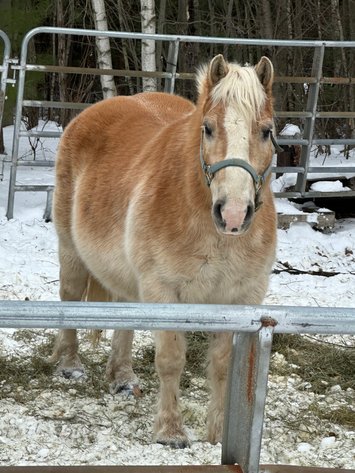 Image for Ocala Horse Sale - Saturday, April 19th - Ocala, Florida