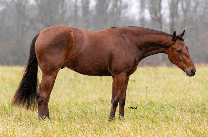 Image for Ocala Horse Sale - Saturday, April 19th - Ocala, Florida
