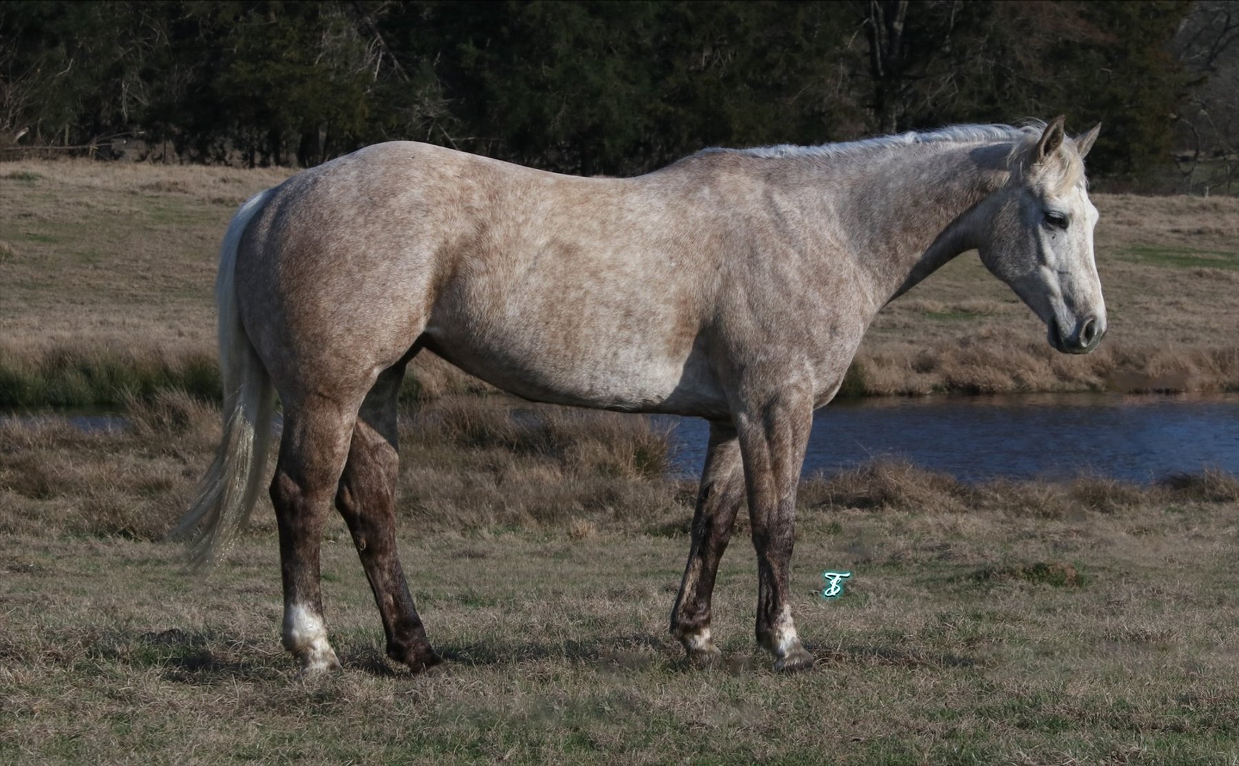 Image for Ocala Horse Sale - Saturday, April 19th - Ocala, Florida