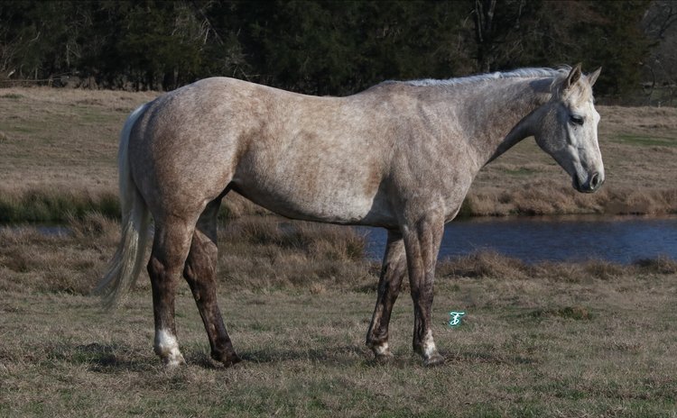 Image for Ocala Horse Sale - Saturday, April 19th - Ocala, Florida