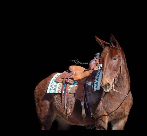 Image for Tennessee Mule Sales - Annual Mule Sale - Reese Bros. Lebanon TN April 26th