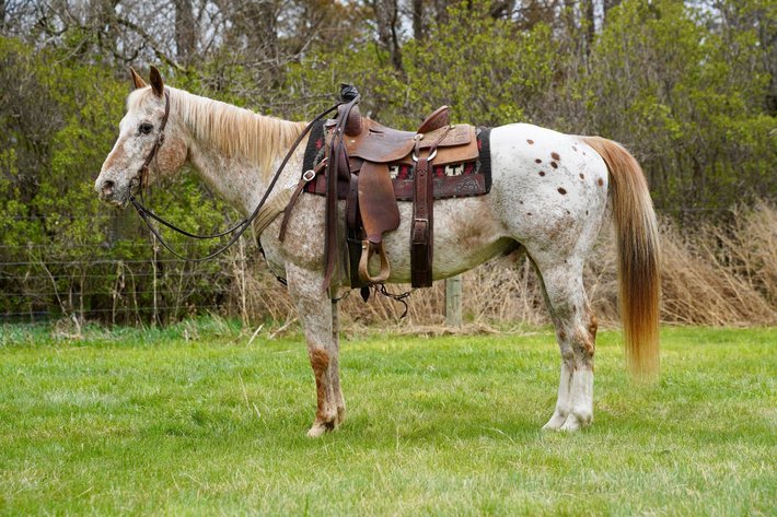 Image for Corsica Horse Sales Catalog Sale *ANNIVERSARY SPECIAL* SATURDAY, MAY 3RD - Corsica, South Dakota