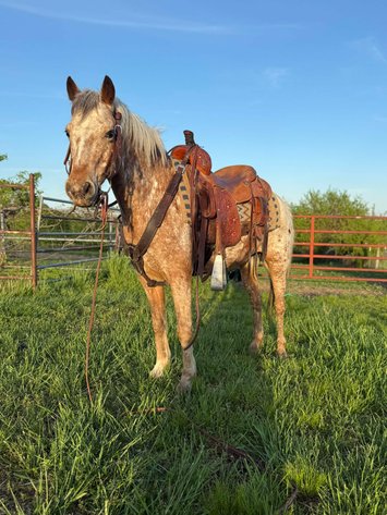 Image for Boonville Livestock Sales Spring Horse Sale - SATURDAY, MAY 24TH - Boonville, MO