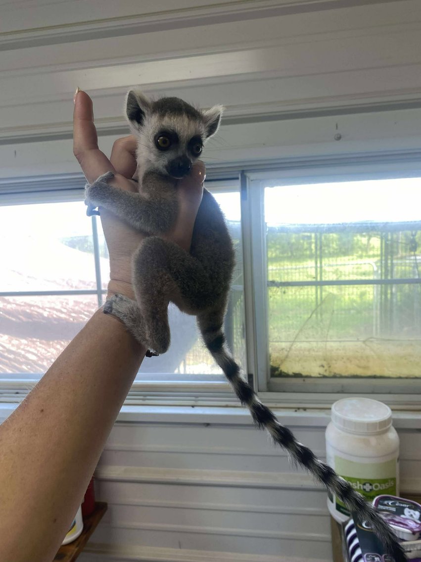 Image for Springfield Livestock Small Animal & Alternative Sale - SATURDAY, JUNE 7TH - Springfield, MO