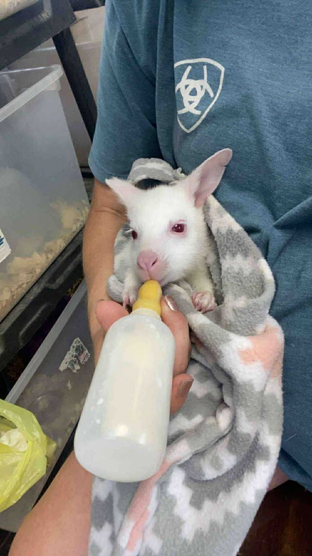 Image for Springfield Livestock Small Animal & Alternative Sale - SATURDAY, JUNE 7TH - Springfield, MO