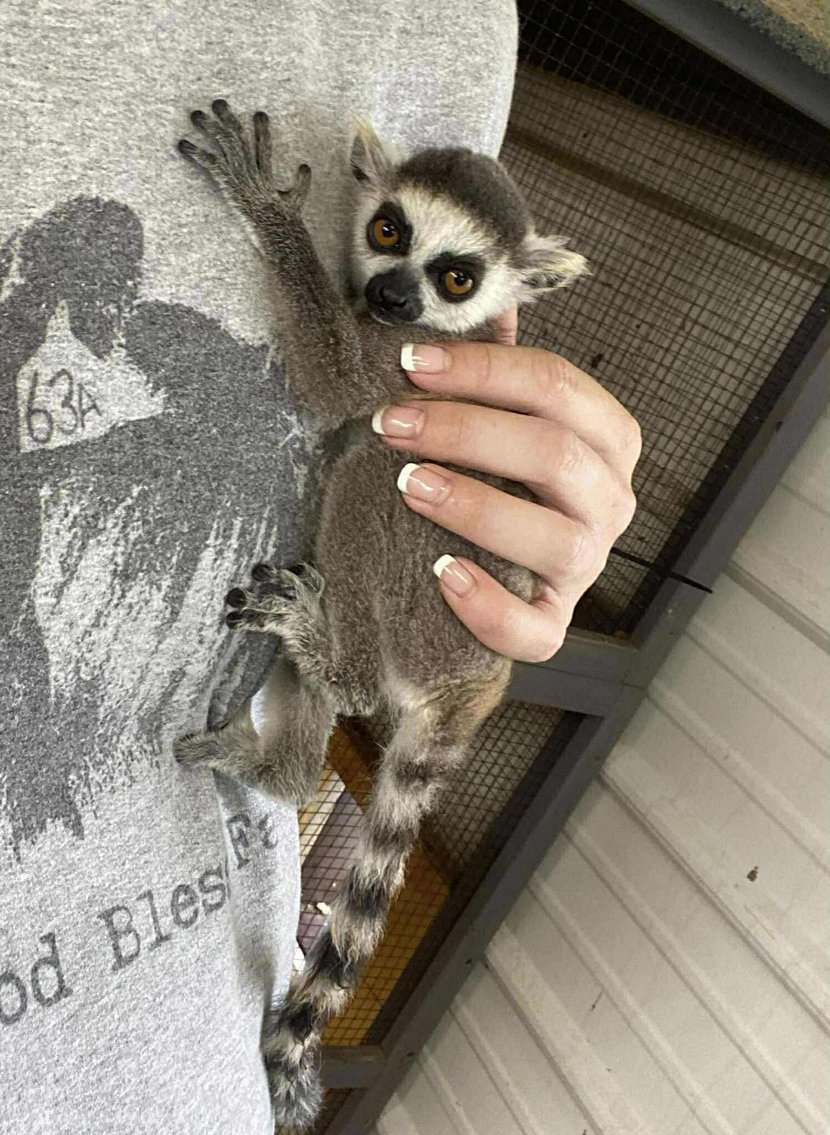 Image for Springfield Livestock Small Animal & Alternative Sale - SATURDAY, JUNE 7TH - Springfield, MO