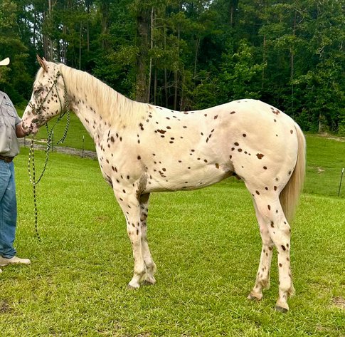 Image for Mize Horse Sale  - SATURDAY, JUNE 21ST - Mize, Mississippi