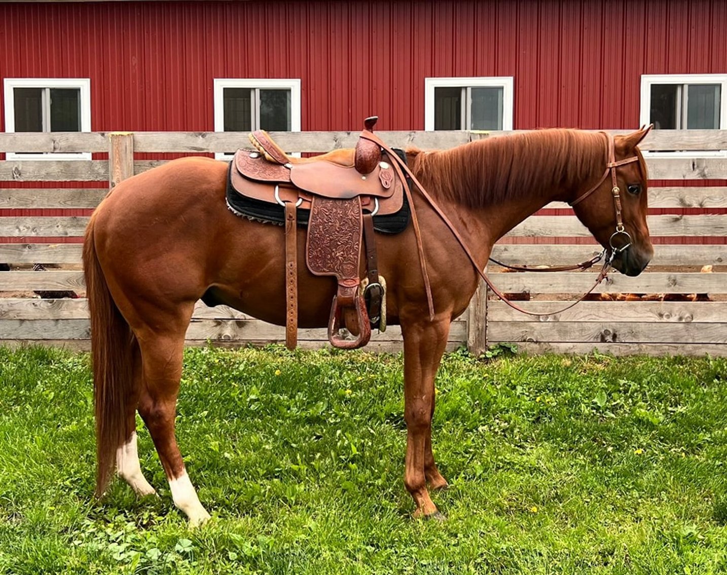 Image for Northeast Premier Horse Sales - SATURDAY, JUNE 28TH - Fonda, NY