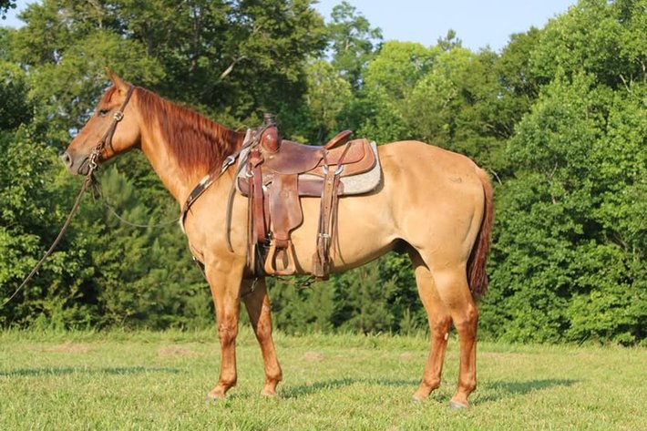 Image for Courtland Tack And Horse Auction Saturday June 21,2025