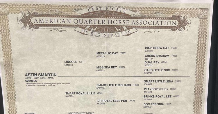 Image for Jones Livestock Auction MONTHLY HORSE & TACK SALE!   SATURDAY, JULY 12TH!