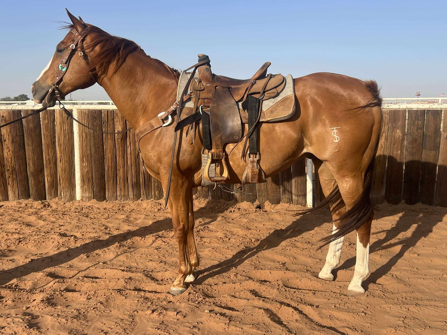 Image for Jones Livestock Auction MONTHLY HORSE & TACK SALE!   SATURDAY, JULY 12TH!