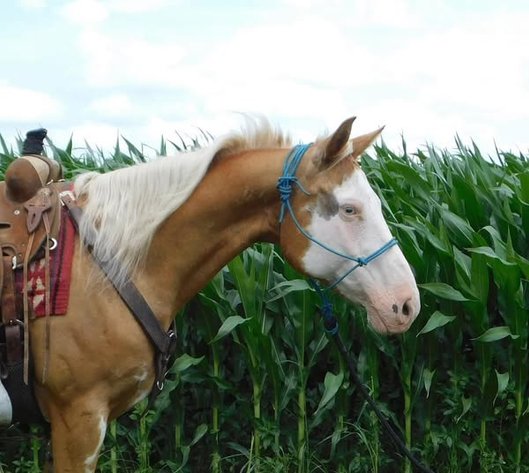 Image for Maryville Horse Sale - SATURDAY, JUNE 28TH - Maryville, Missouri