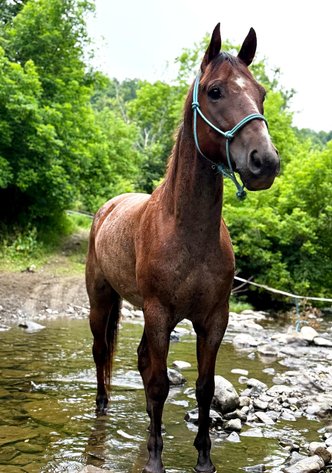 Image for Northeast Premier Horse Sales - SATURDAY, JUNE 28TH - Fonda, NY