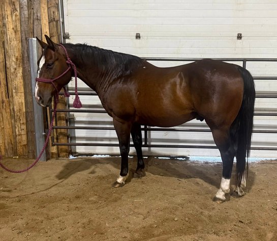 Image for Corsica Horse Sales Catalog Sale   SATURDAY, JULY 5TH - Corsica, South Dakota