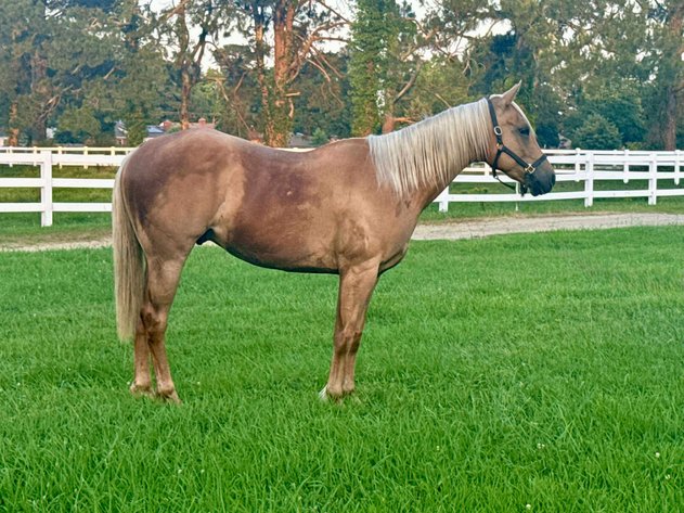 Image for Courtland Horse And Tack Auction  Saturday July 19,2025