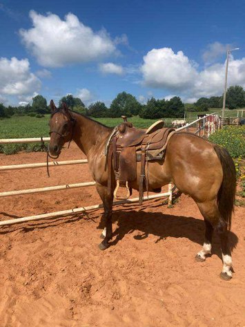 Image for Jones Livestock Auction MONTHLY HORSE & TACK SALE!   SATURDAY, JULY 12TH!