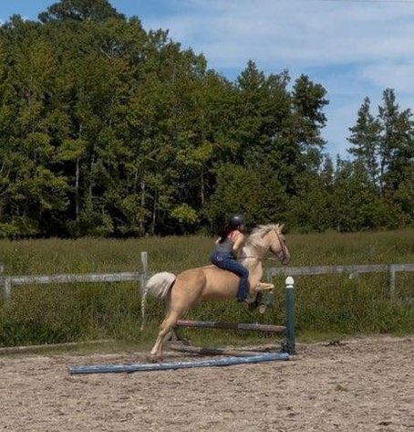 Image for Courtland Horse And Tack Auction  Saturday July 19,2025