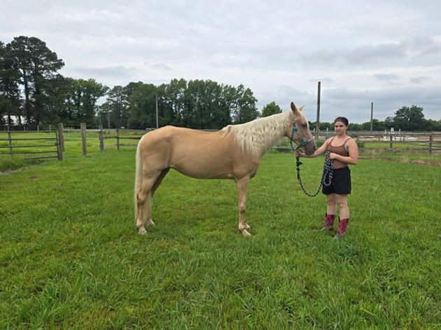 Image for Courtland Horse And Tack Auction  Saturday July 19,2025