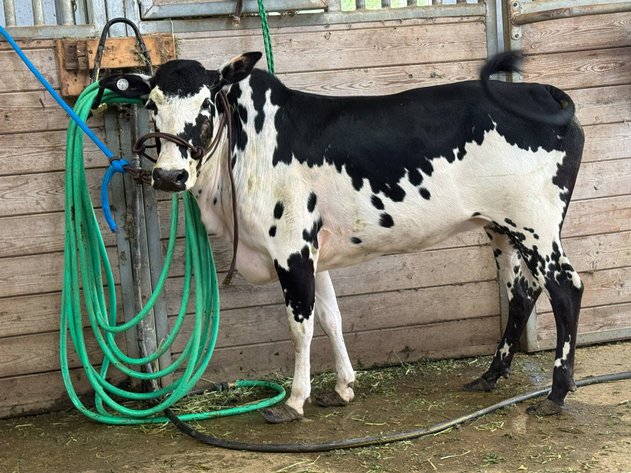 Image for Mize Horse Sale  - SATURDAY, JULY 19TH - Mize, Mississippi